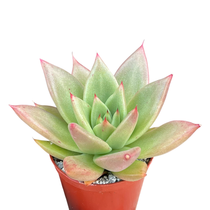 Echeveria agavoides 'New Earth'