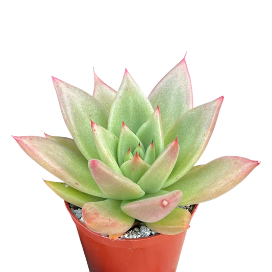 Echeveria agavoides 'New Earth'