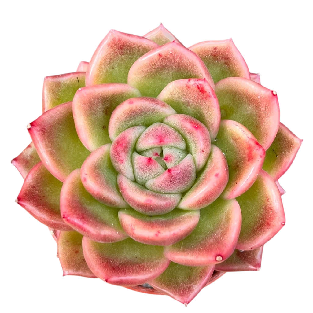 Echeveria 'Crystal Maze'