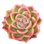 Echeveria 'Crystal Maze'