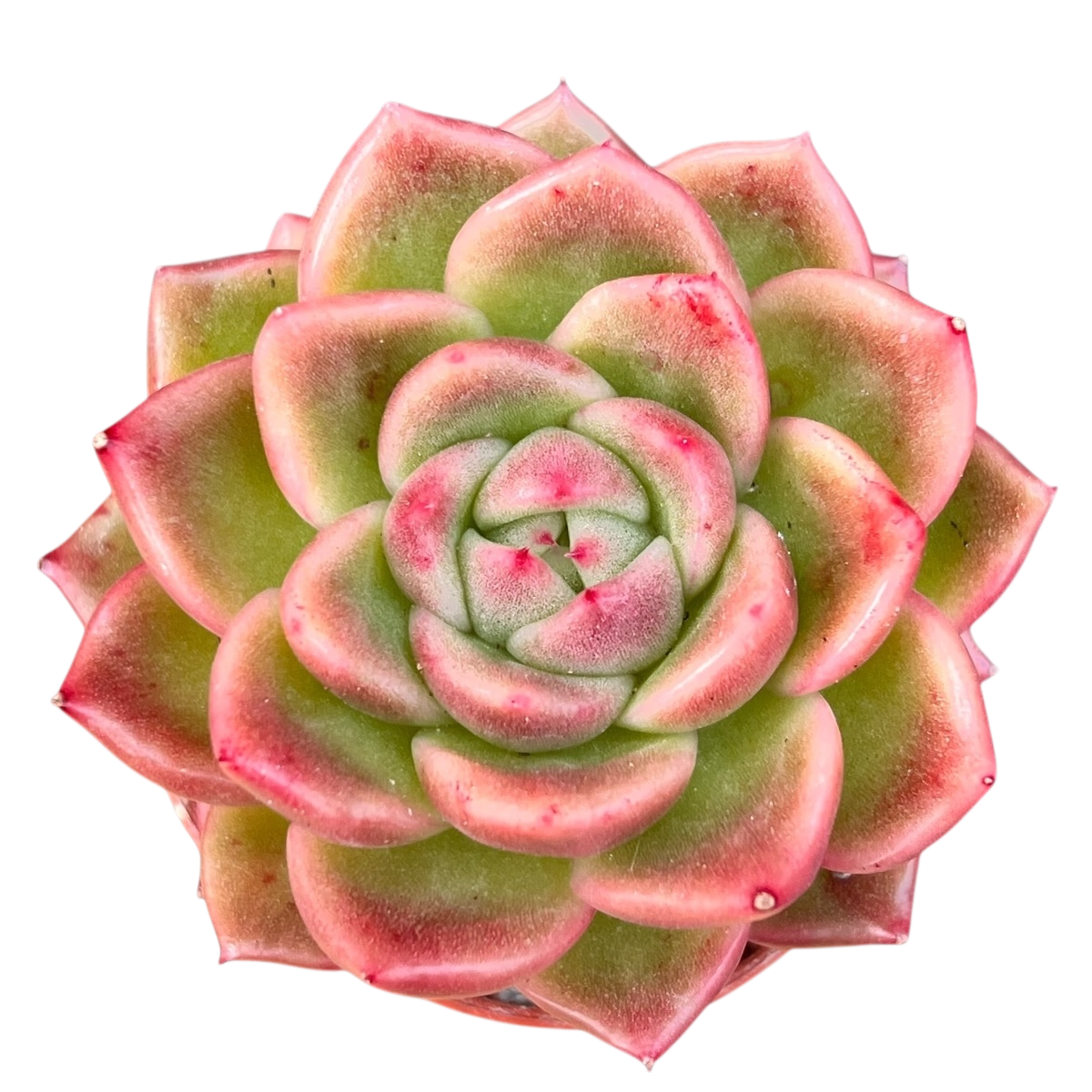 Echeveria 'Crystal Maze'