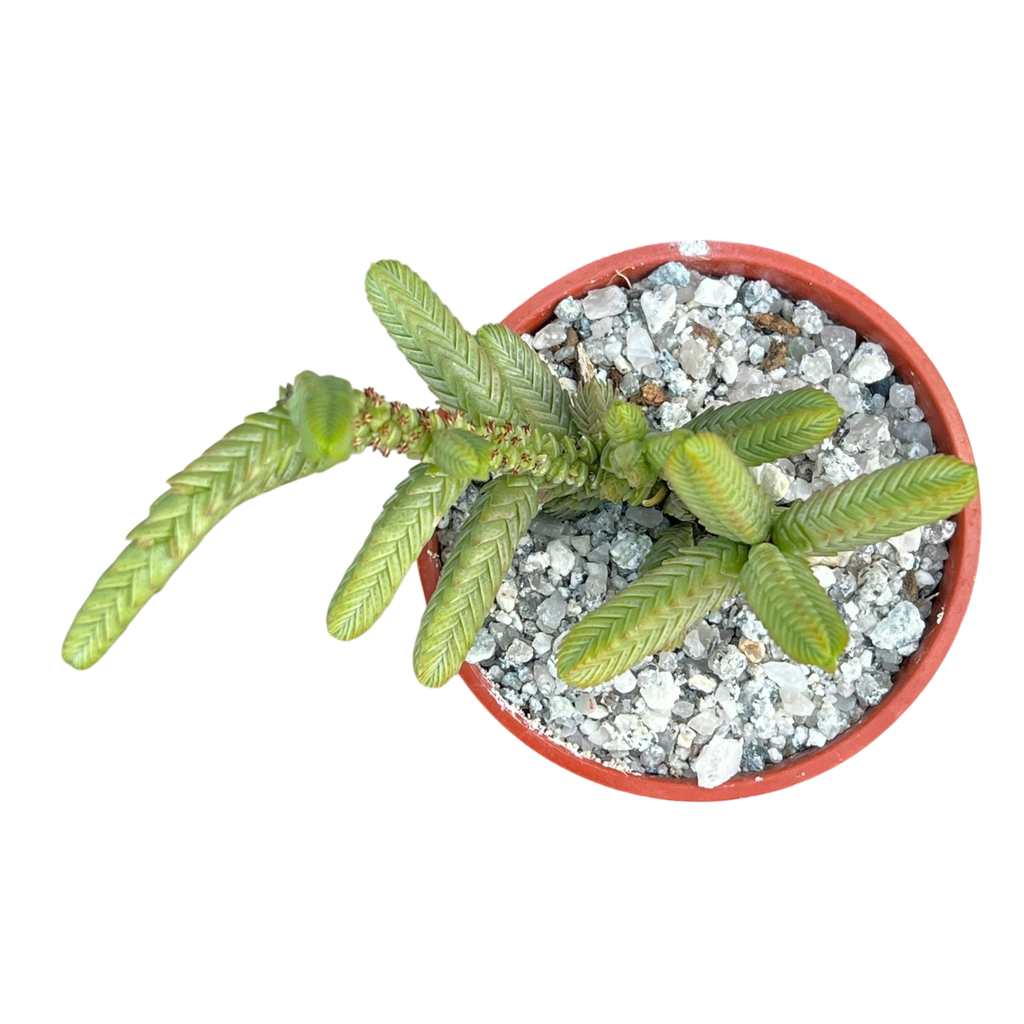 Crassula muscosa var. monstruosa