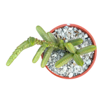 Crassula muscosa var. monstruosa