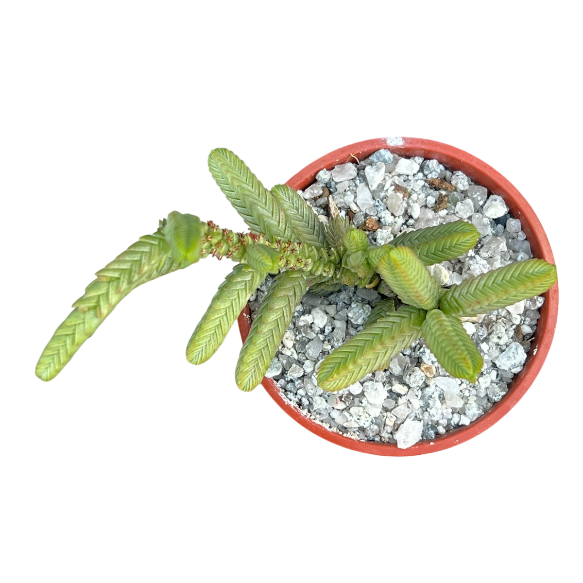 Crassula muscosa var. monstruosa