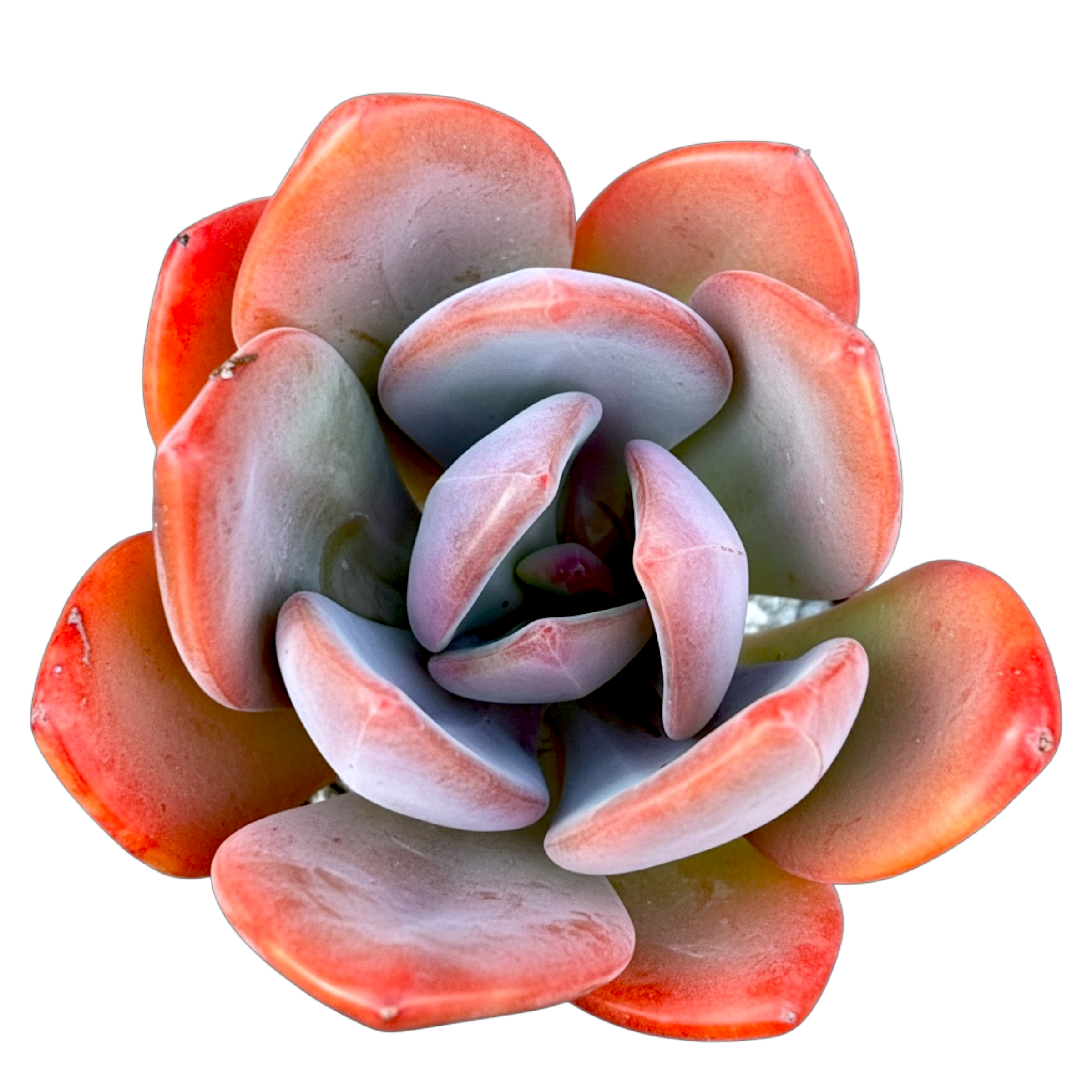 エンパス錦　Echeveria empas variegated x Pachyveria 'Empress' – Surreal Succulents