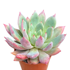 x Graptoveria 'Supernova'