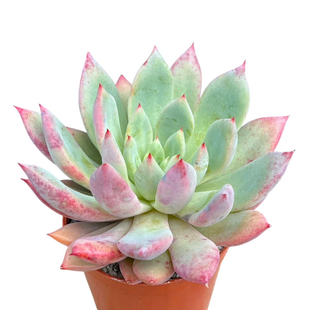 x Graptoveria 'Supernova'