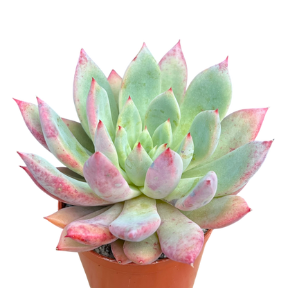 x Graptoveria 'Supernova'