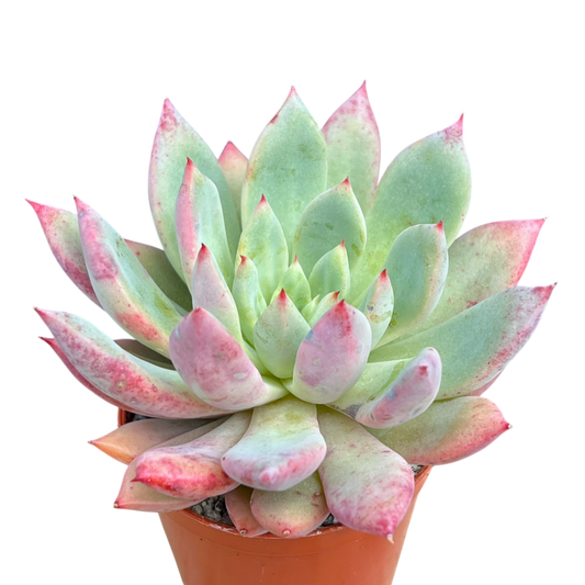 x Graptoveria 'Supernova'