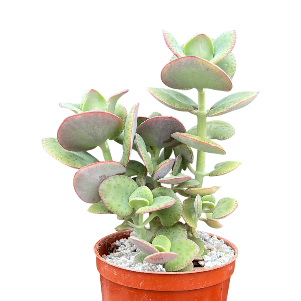 Crassula cordata