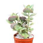 Crassula cordata