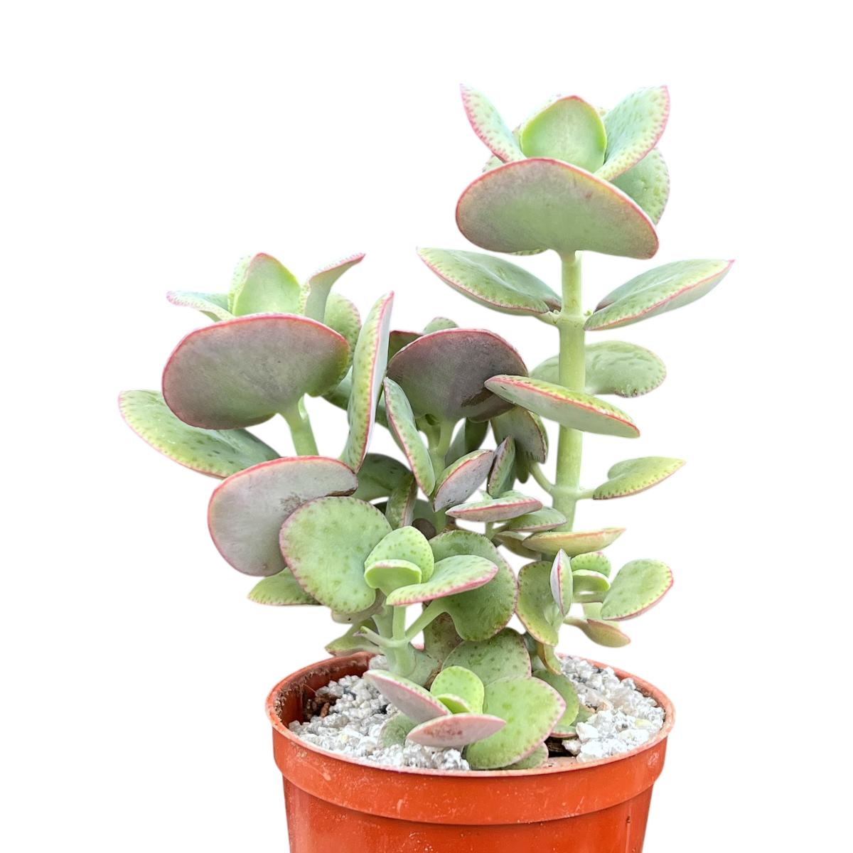 Crassula cordata