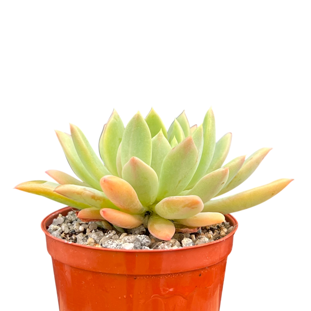 Echeveria 'Moana'