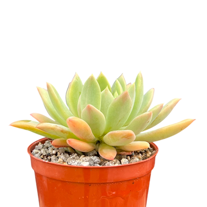 Echeveria 'Moana'