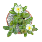 Delosperma echinatum | Pickle Plant