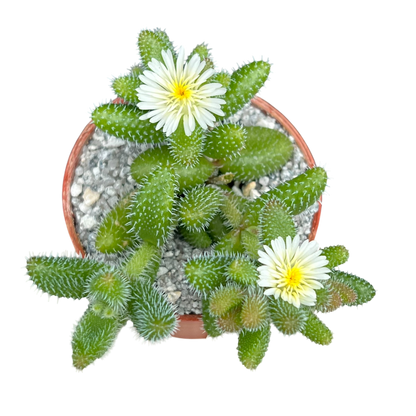 Delosperma echinatum (Pickle Plant)