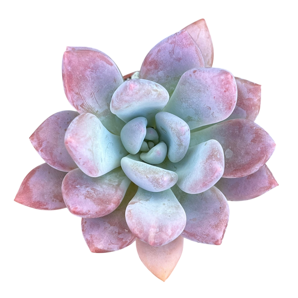 x Pachyveria 'Opalina'