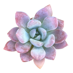 x Pachyveria 'Opalina'