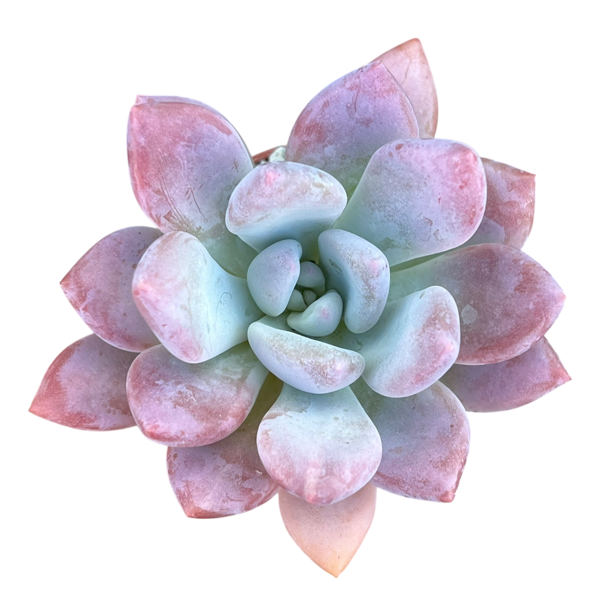 x Pachyveria 'Opalina'