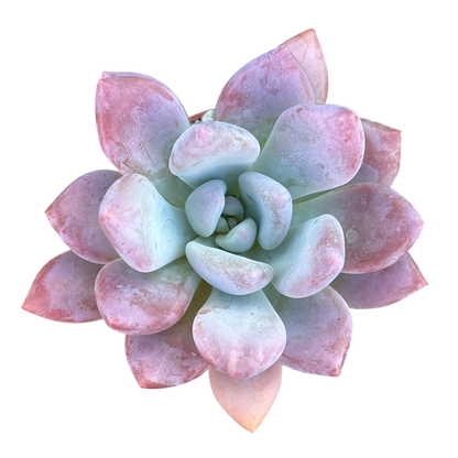 x Pachyveria 'Opalina'