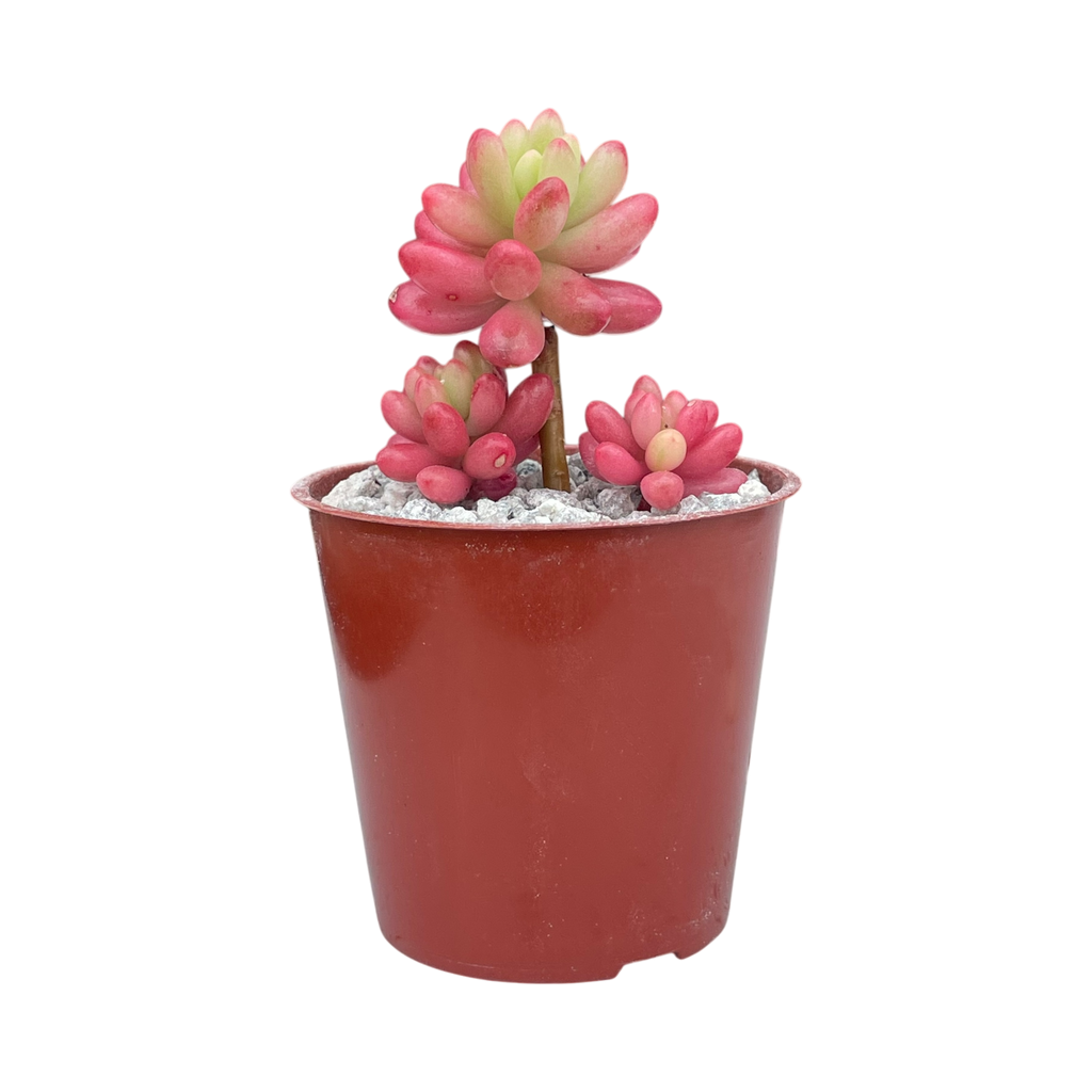 Sedum x rubrotinctum variegatum