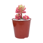 Sedum x rubrotinctum variegatum