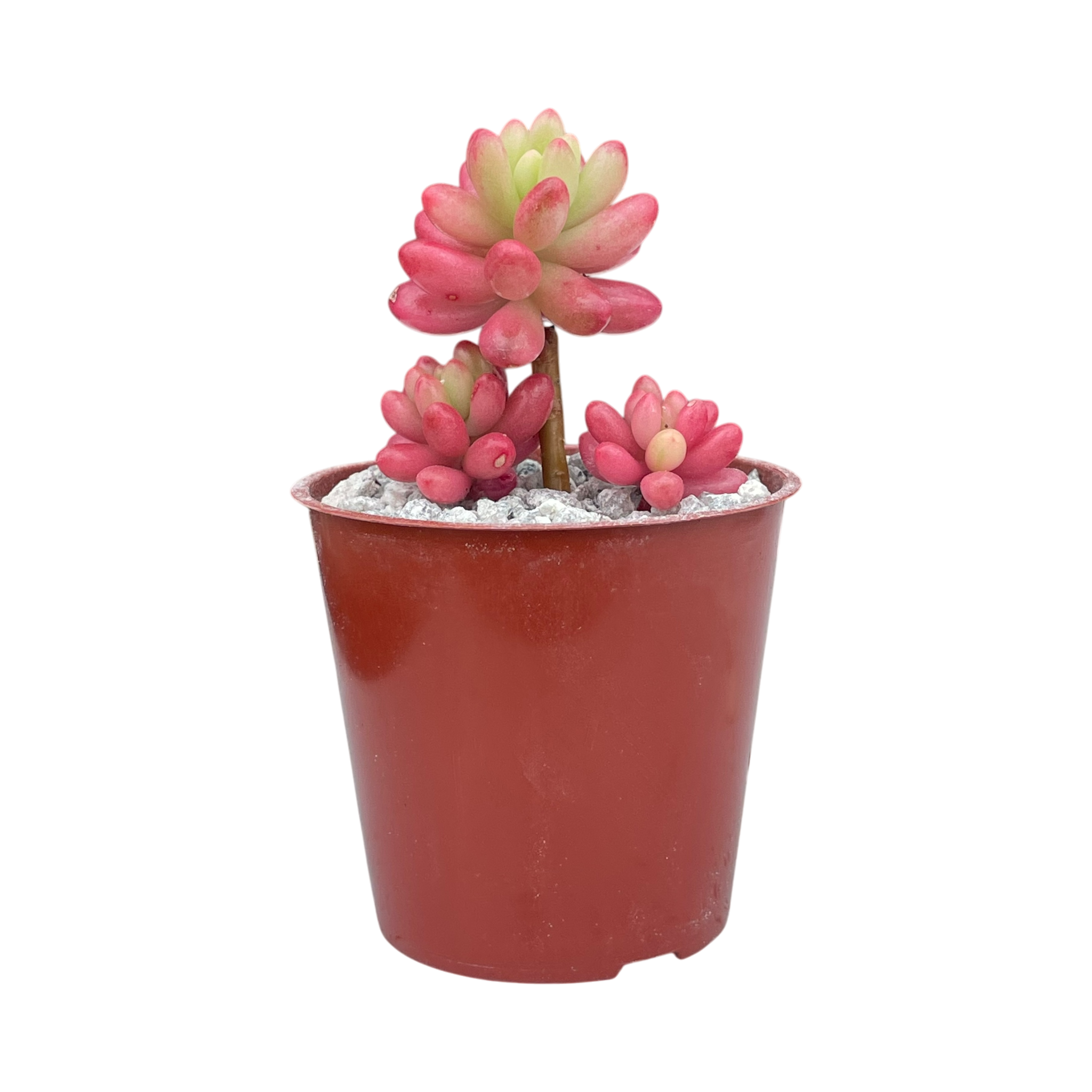 Sedum x rubrotinctum variegatum