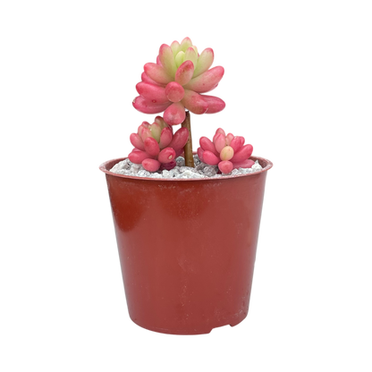 Sedum x rubrotinctum variegatum