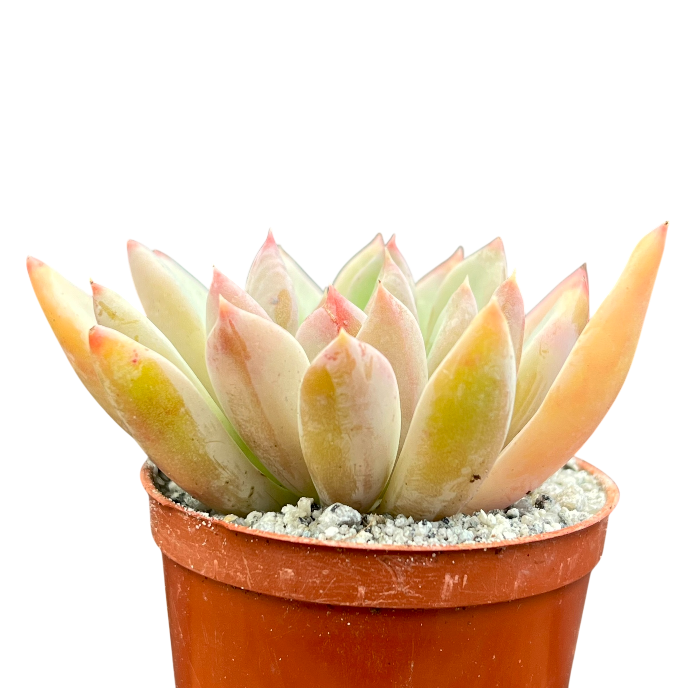 Echeveria 'Apollo'