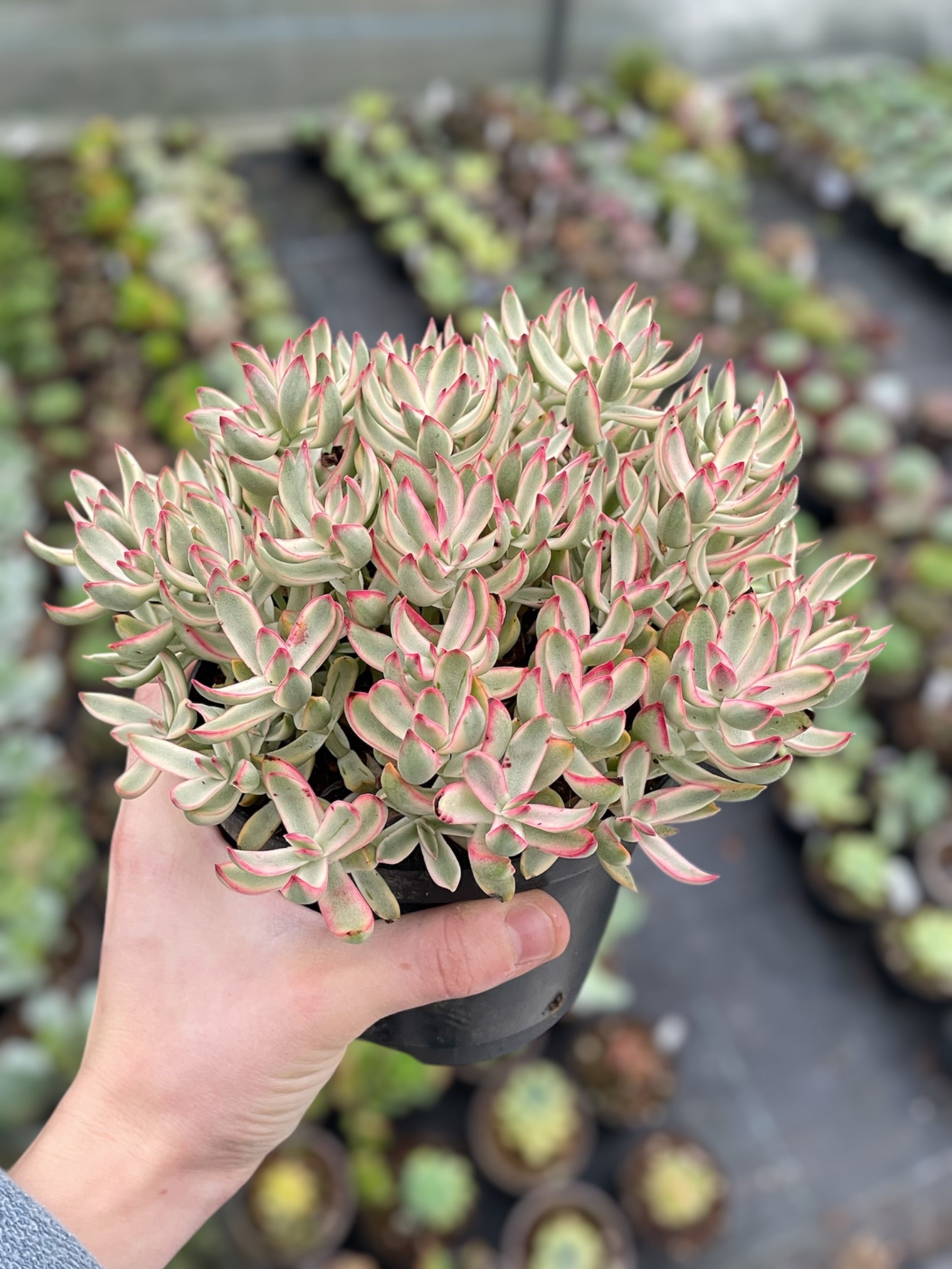 Crassula 'Candy Cane'