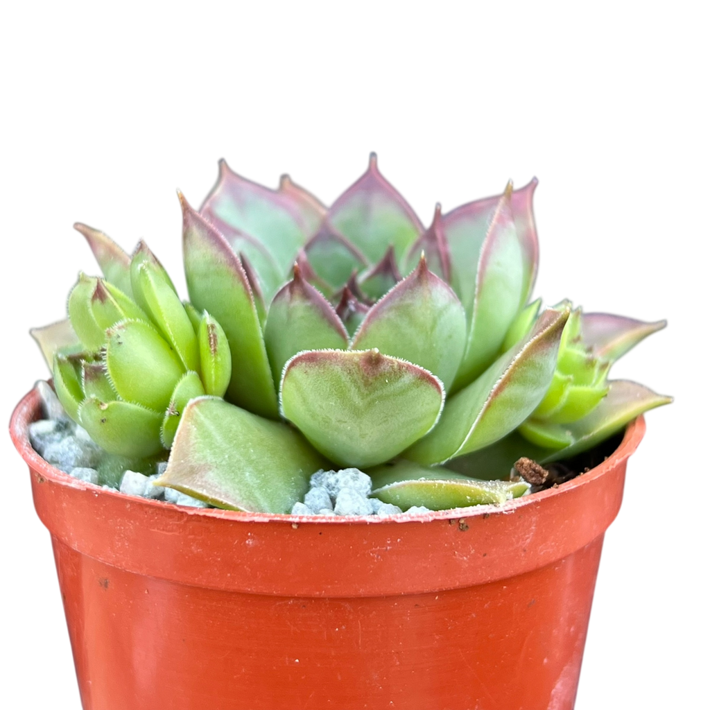 Sempervivum 'Purdy's 50-6'