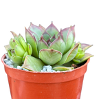 Sempervivum 'Purdy's 50-6'