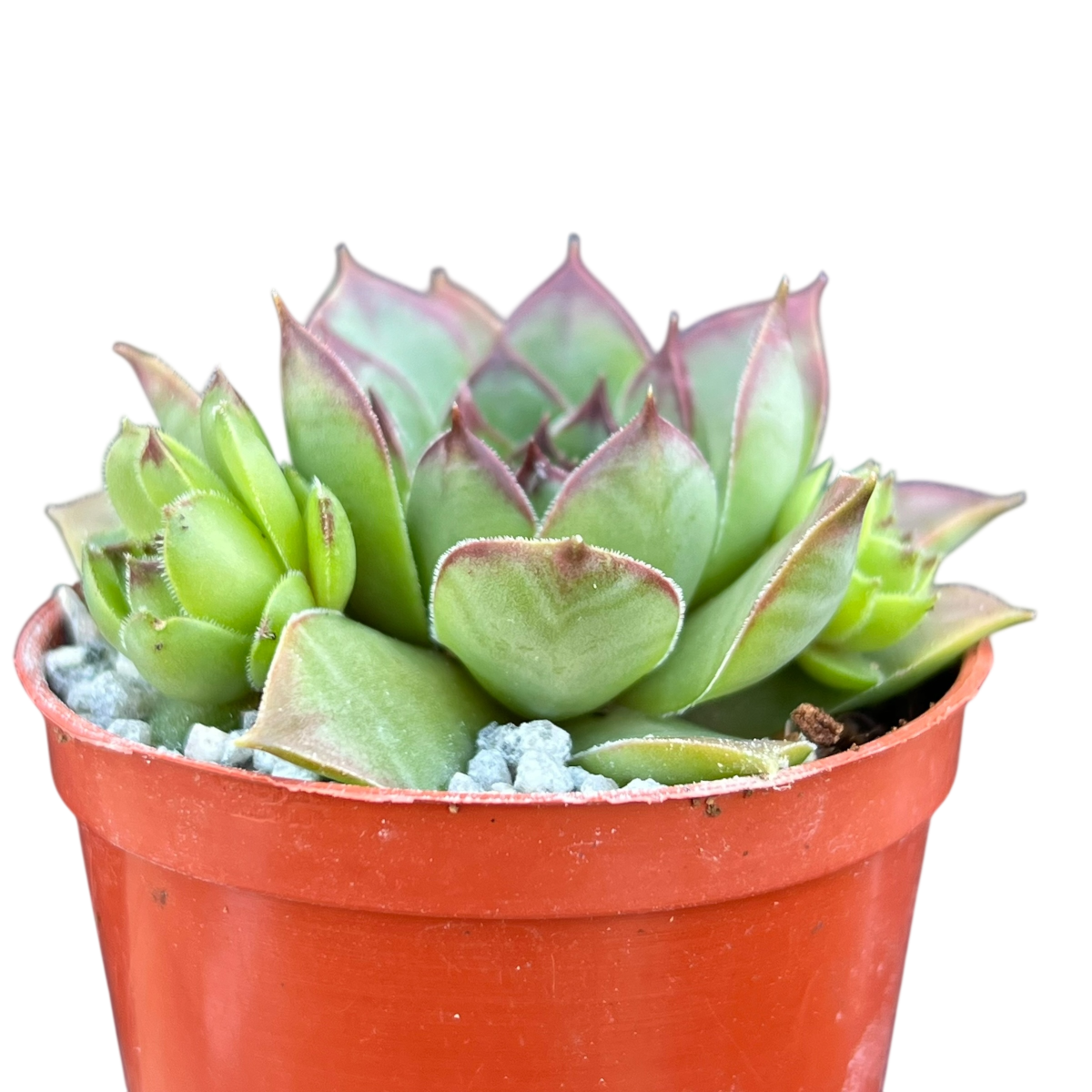 Sempervivum 'Purdy's 50-6'