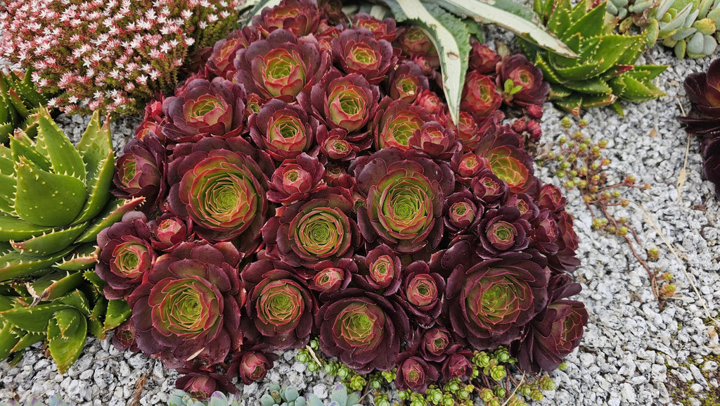 Aeonium 'Dynamite'
