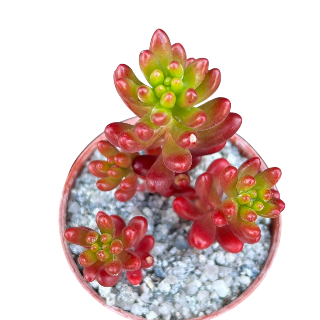 Sedum x rubrotinctum | Jelly Bean Plant
