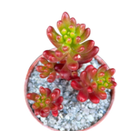 Sedum x rubrotinctum | Jelly Bean Plant