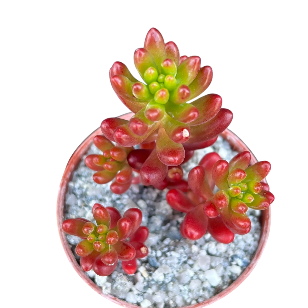Sedum x rubrotinctum | Jelly Bean Plant