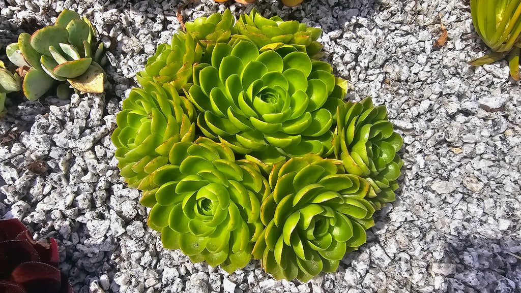 Aeonium 'Limelight'