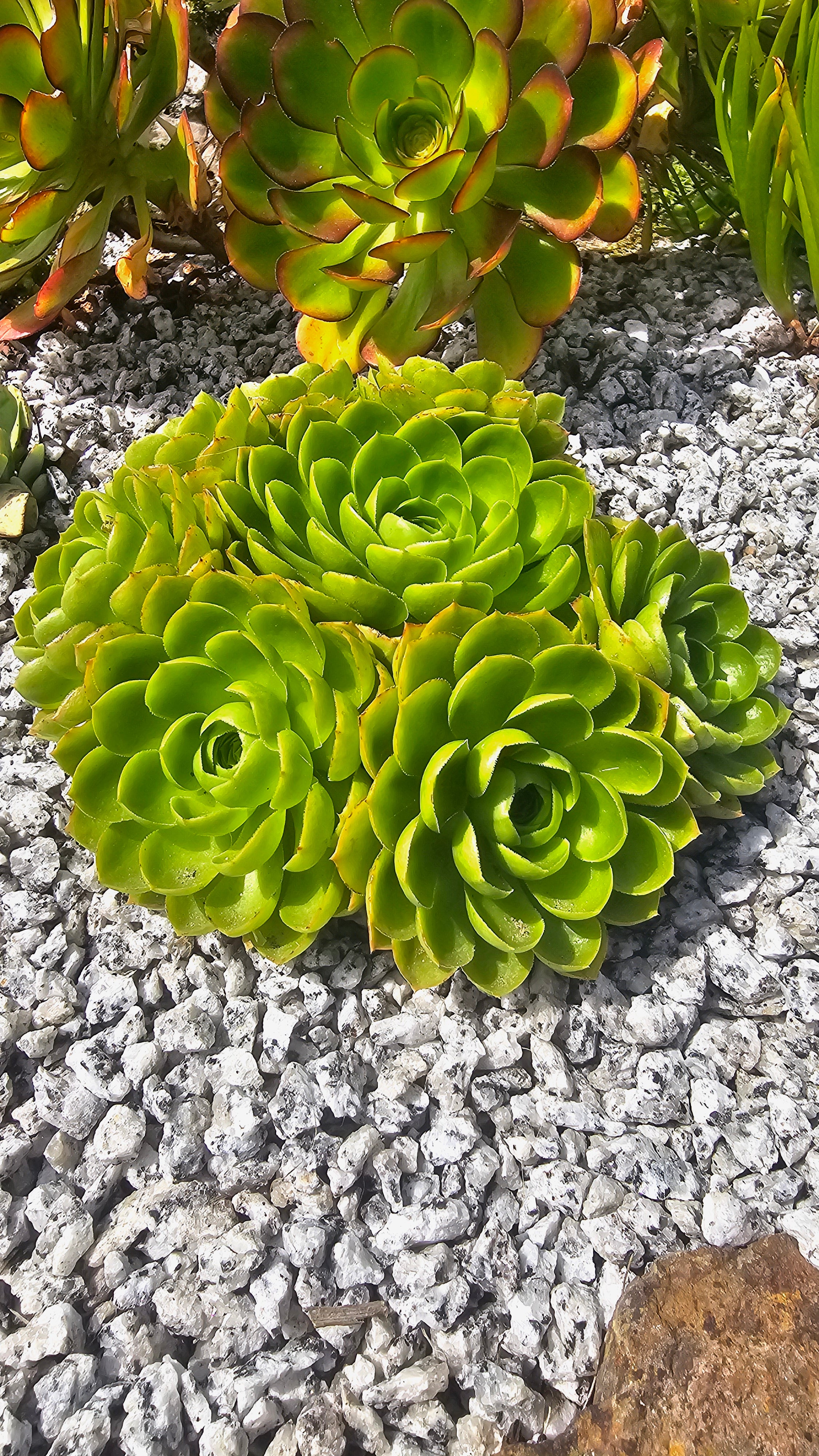 Green succulent plant on a textured gray surface