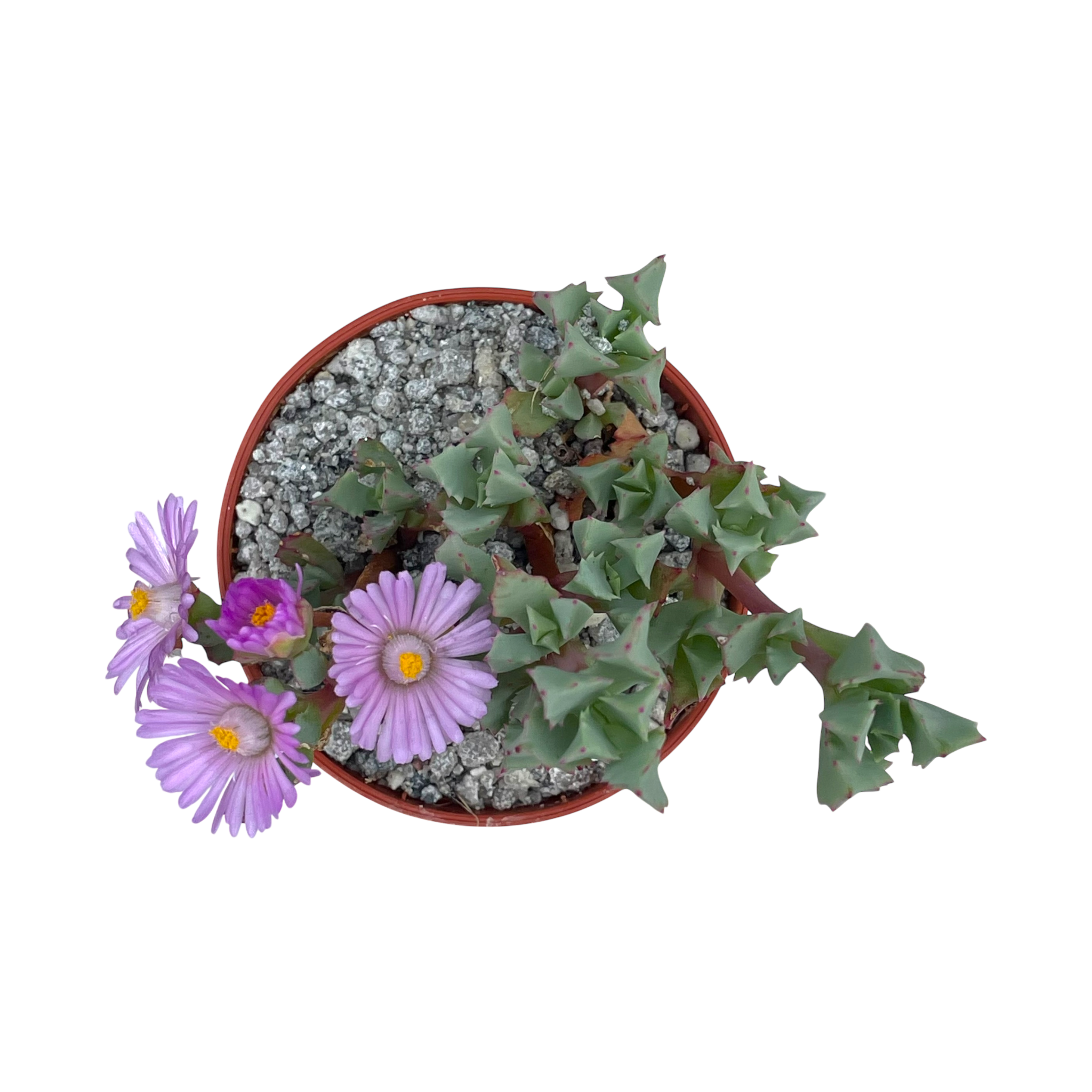 deltoides succulent Oscularia deltoides – Surreal Succulents