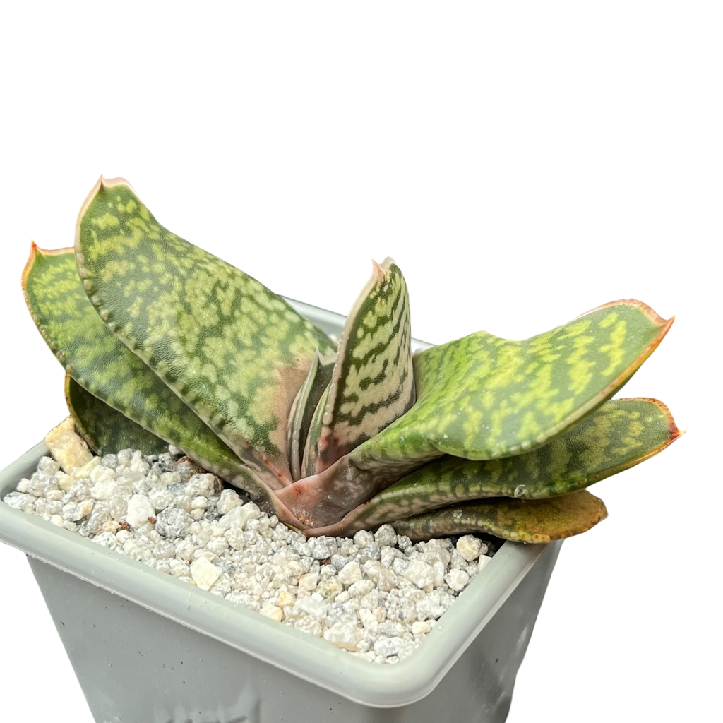 Gasteria vlokii