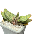 Gasteria vlokii