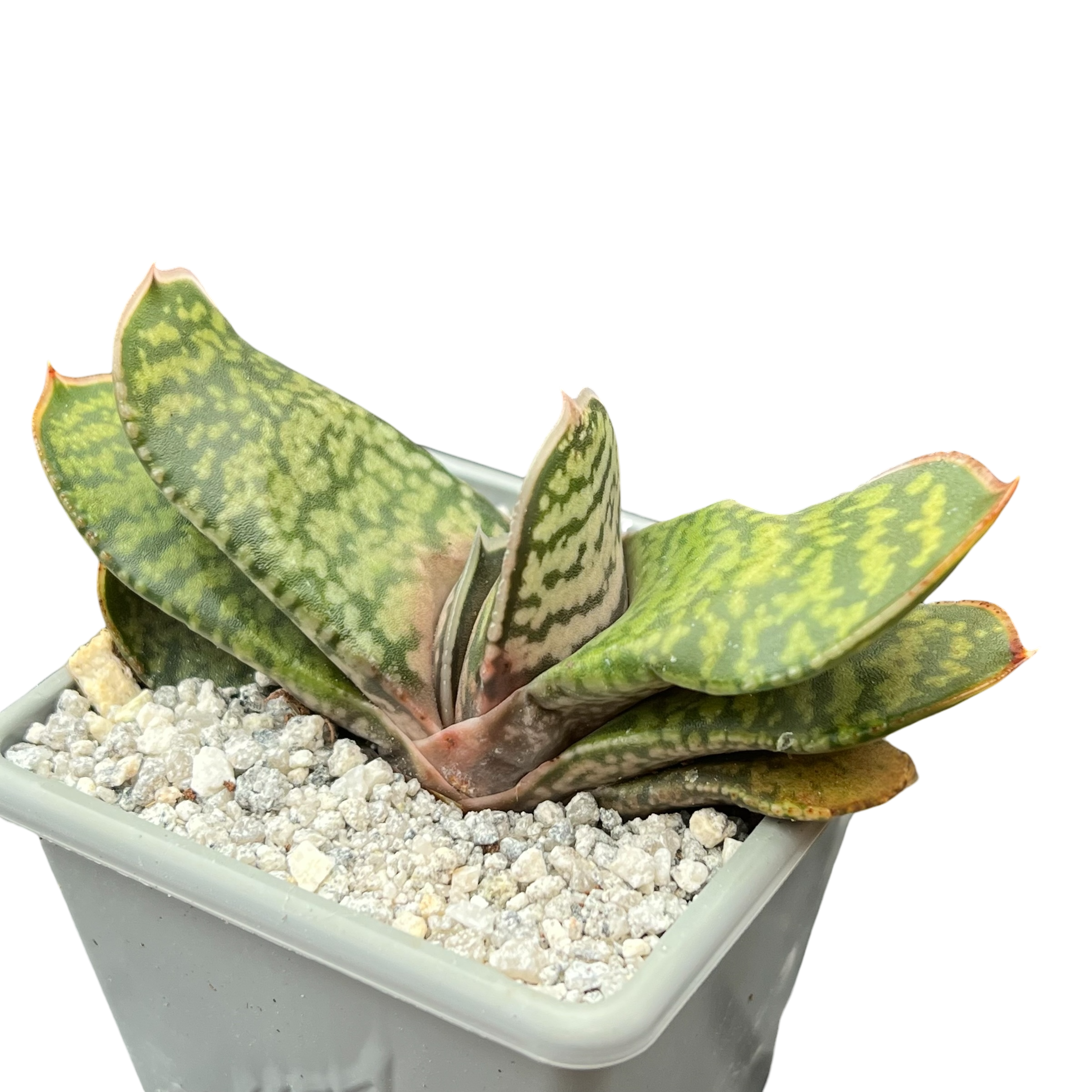 Gasteria vlokii
