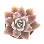 Echeveria 'Silver Queen'