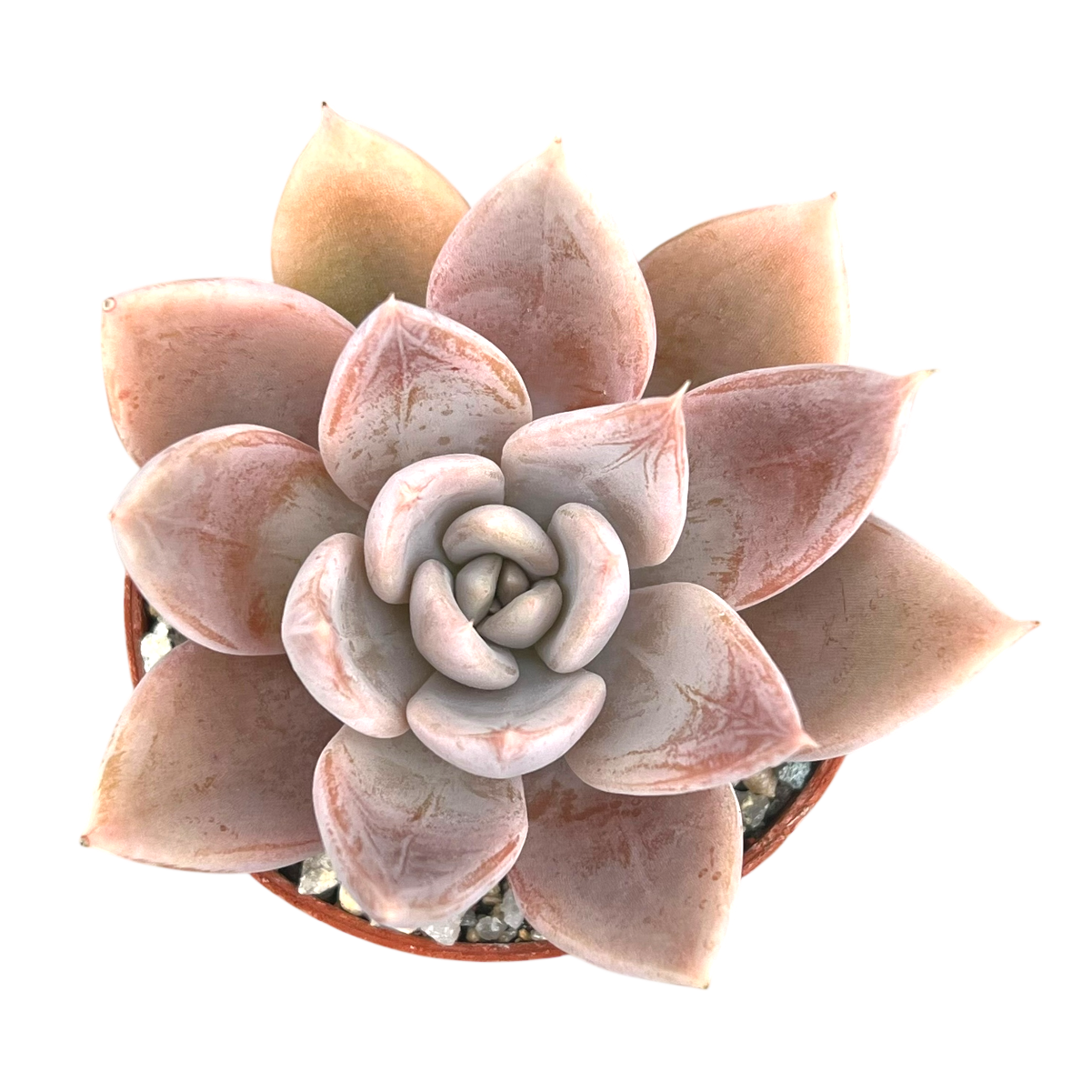 Echeveria 'Silver Queen'