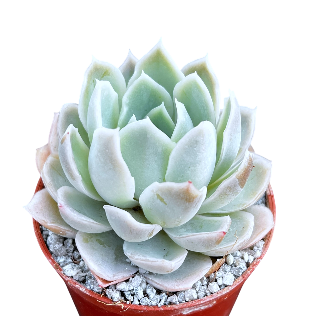 Echeveria 'Elsa'