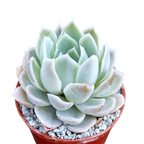 Echeveria 'Elsa'