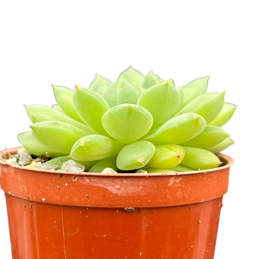 Echeveria 'Galaxy Starlet'