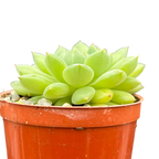 Echeveria 'Galaxy Starlet'