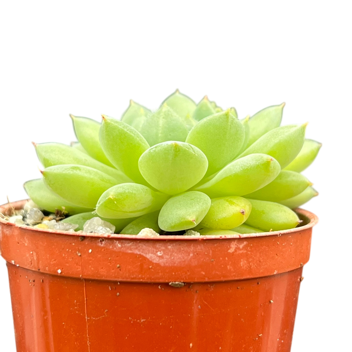 Echeveria 'Galaxy Starlet'